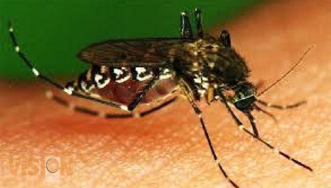 Se reduce aparición del mosco transmisor del dengue.