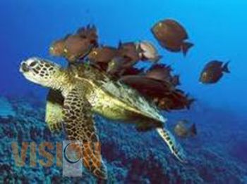 En Michoacan, la Expo Anual de la Tortuga Marina en Playa Azul