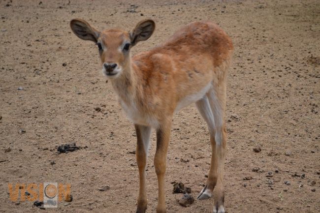 Más de 60 nacimientos en el Zoológico de Morelia, en lo que va del 2014.