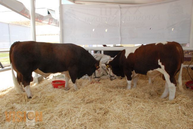 Todo listo para seleccionar al gran campeón simmental y simbrah.