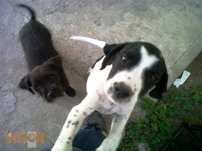 Instala SSM módulo fijo de esterilización para mascotas.