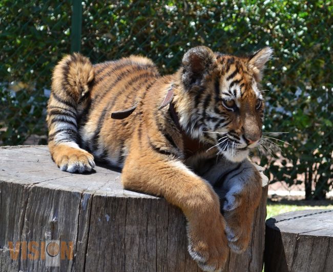 El Zoológico de Morelia, el hogar ideal para el cachorro tigre recuperado por las autoridades.