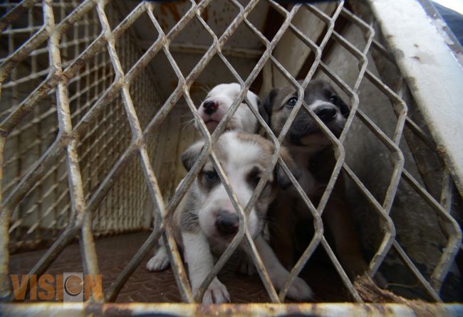 Fomentan el cuidado de mascotas en primarias