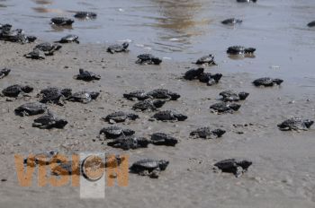 Llevan a cabo XVI Expo tortuga marina