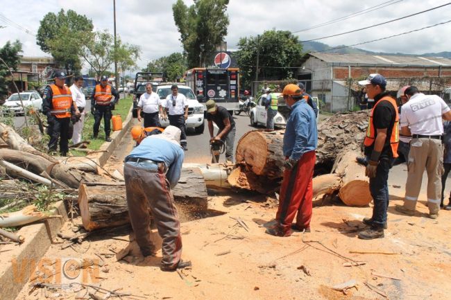 Protección Civil Municipal retira árbol caído en el Boulevard Industrial