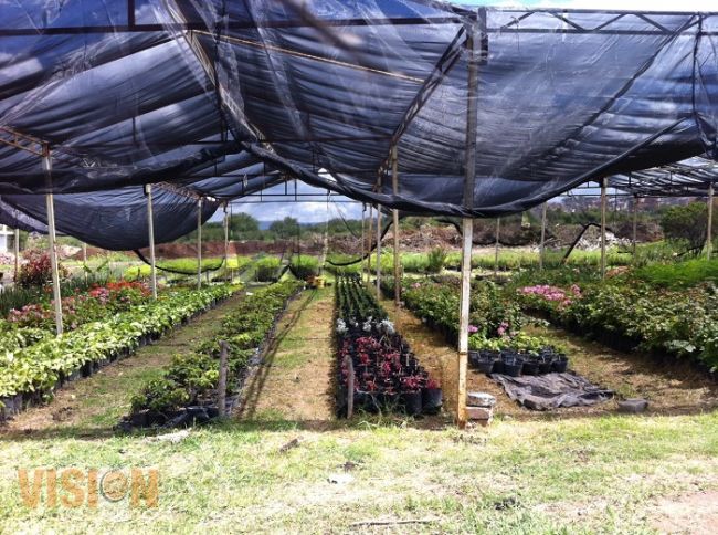 Ayuntamiento de Morelia continúa con mantenimiento de plazas, jardines y camellón