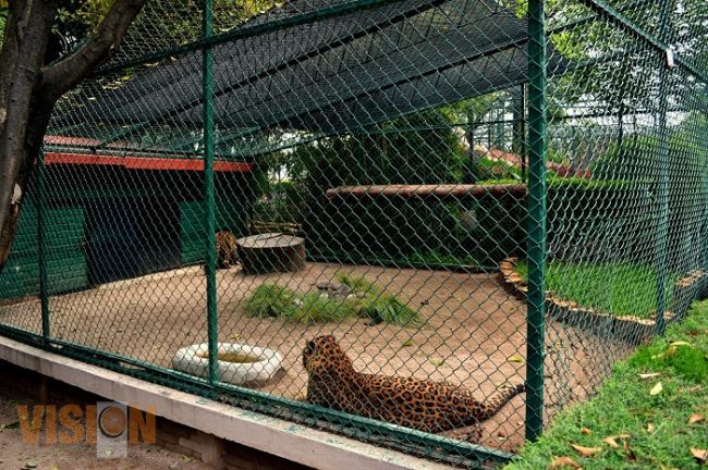 Zooloógico de Morelia mejora albergues en pro del bienestar animal  