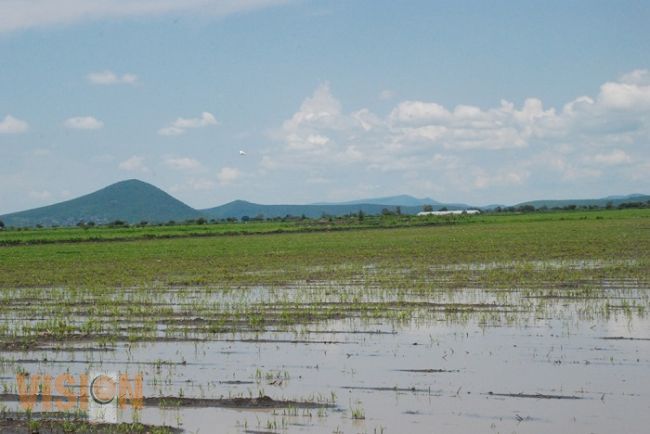 Supervisan daños en cultivos en Maravatío y el Bajío Michoacano