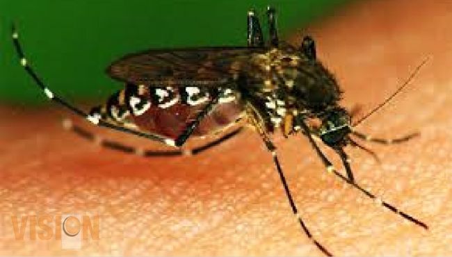 Invita SSM a reforzar medidas preventivas contra mosco transmisor de dengue.