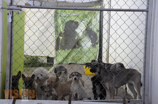 Centro de Control Canino, alerta sobre cualquier daño o maltrato a animales. 
