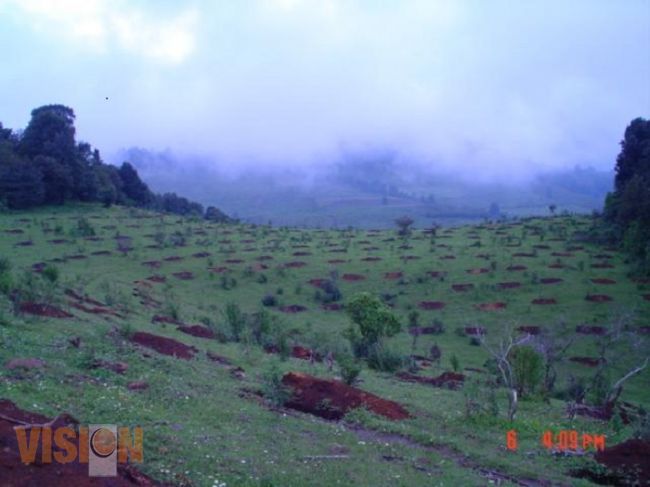 Cofom colocará este 2014 7.2 millones de plantas 