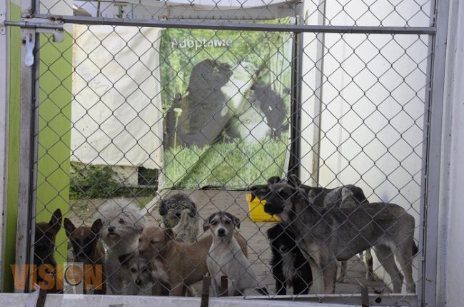 Penado cualquier maltrato animal: Control Canino