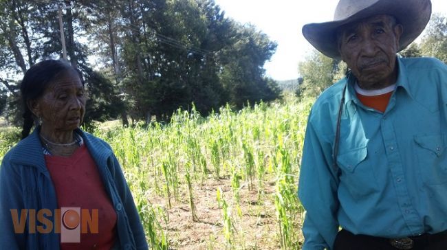 Graves daños en viviendas y  cultivo de maíz, por granizada