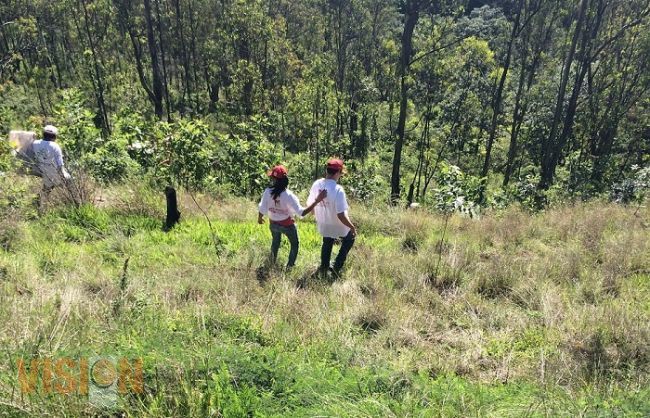 Reforestan Morelia prestadores de servicio social