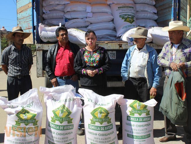 Entregan 10 toneladas de semilla de avena a comuneros de Uruapan