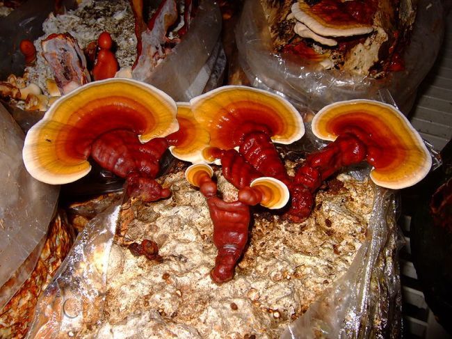 Realizarán la edición XXIX de la exposición “Hongos de los alrededores de Morelia”