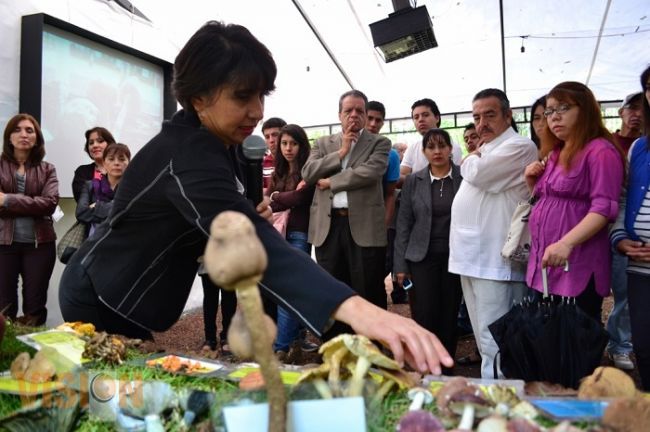 Exposición de Hongos en el Museo de Historia Natural abierto a todo público 