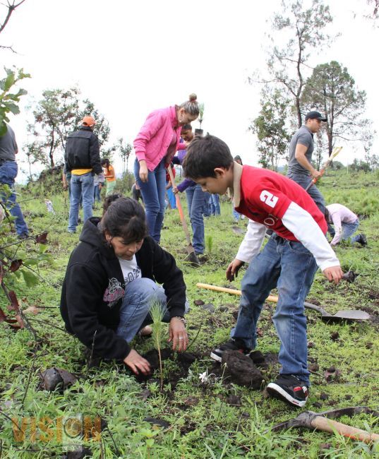 La reforestación del 2014 superará la meta del año pasado