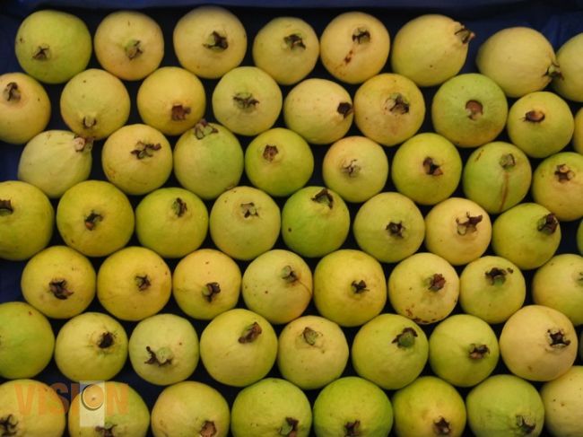 Productores, comercializadores y exportadores de guayaba se reúnen 