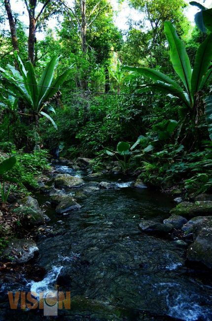 Invitan a reforestar en  el Parque Nacional