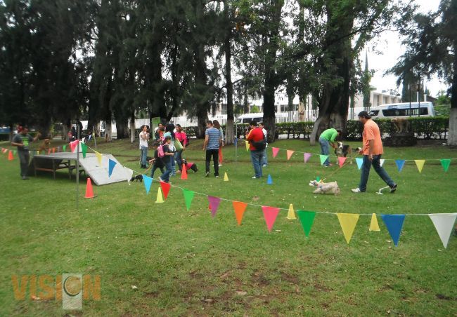 Suman voluntades en favor de perros y gatos.