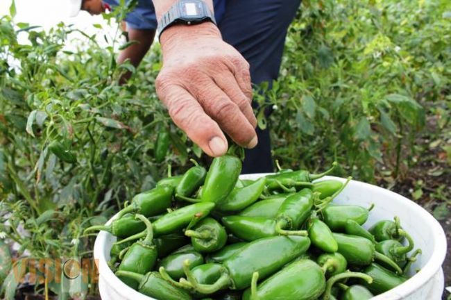 Hoy inicia en Morelia, Cumbre Mundial de Productores de Chile