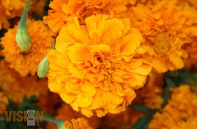 Michoacán abastece al País de flores ornamentales para Día de Muertos.