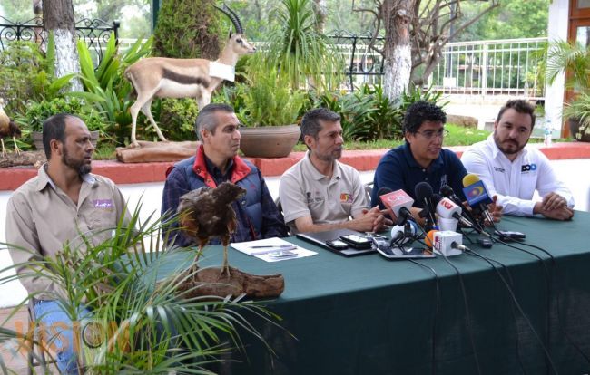 Llega al Zoológico de Morelia un ejemplar hembra de elefante africano.