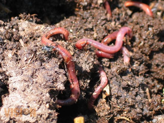 SEDRU cuenta con dos módulos de producción de lombriz roja californiana.