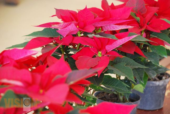 Michoacán productor líder en flor de Nochebuena con más de 6.5 millones de planta producida en 2014