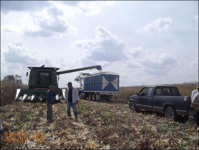 Exhorta SEDRU a productores cultivar maíz amarillo para el ciclo primavera-verano 2015. 