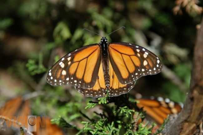 Trabajo coordinado en Michoacán para protección y conservación de ecosistema de la mariposa monarca