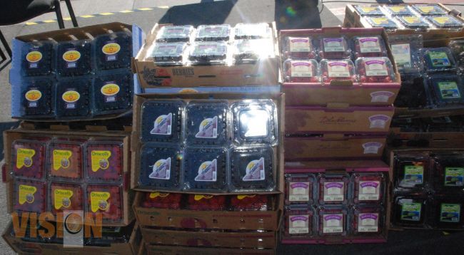 El 97% de las berries michoacanas, para exportación.
