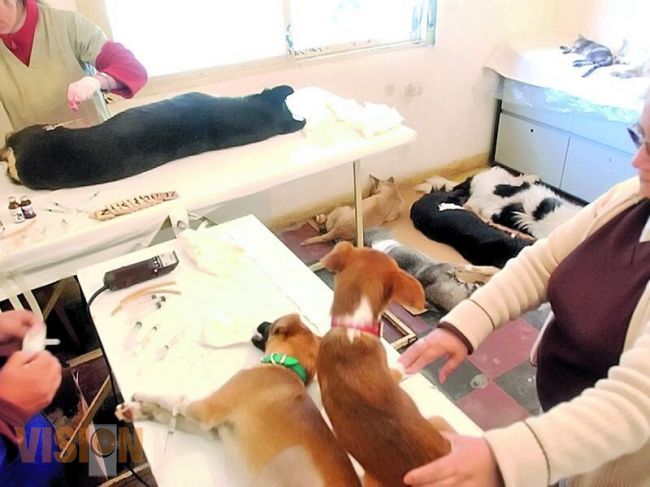 Habrá Hospital para Animales, propuesta del proyecto Mano a Mano