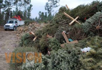 Reciclará aseo público árboles navideños para crear composta