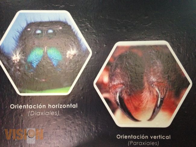 “Plantas tóxicas y animales venenosos”, exposición en el Museo de Historia Natural