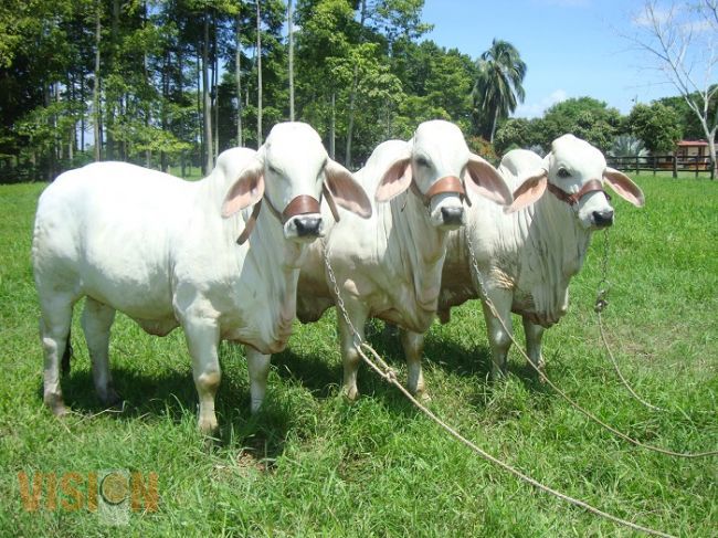 Realizarán la Exposición Nacional de Ganado Cebú en la Expo Feria Michoacán 2015