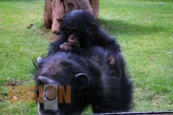 La ciudadanía designo el nombre de Yoltzin al chimpancé común cría del Zoológico Benito Juárez
