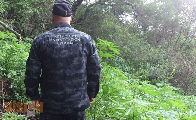 Elementos del Mando Unificado del municipio de Tuxpan localizan y destruyen plantío de hierba
