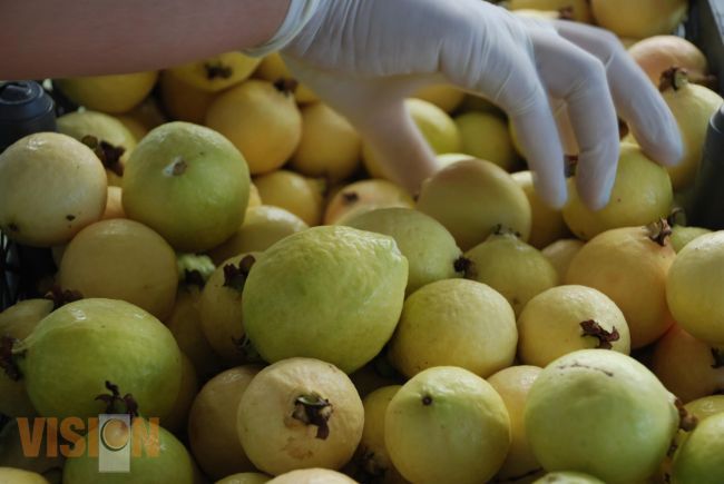 Conserva Michoacán liderazgo en valor de producción agrícola 