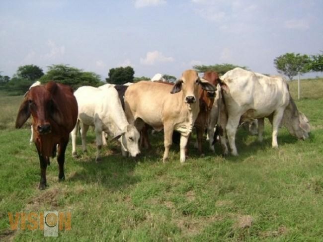 Prevención, diagnóstico y control de brucelosis bovina: SEDRU