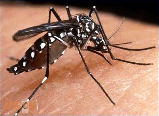 No se registra aumento de casos de chikungunya en Michoacán, se mantienen 518
