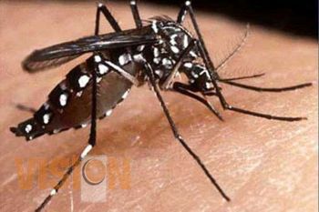 La SSM realizará operativo anticipatorio para la prevención y control de dengue