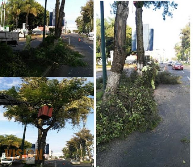 Podan árboles que impedían visibilidad en señales de tránsito