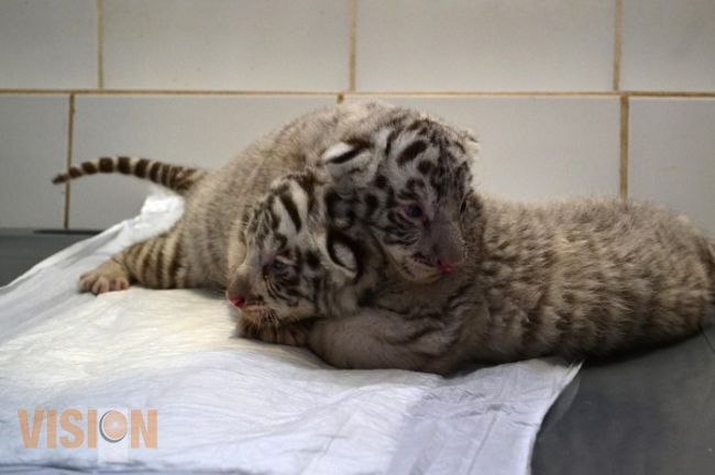 Han nacido 104 animales en el Zoológico de Morelia 