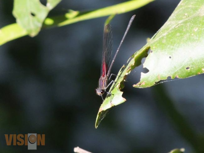 Facultad de Biología organiza concurso de fotografía