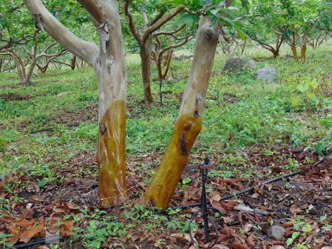 Concluye ciclo agrícola Primavera-Verano en Michoacán‏