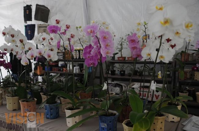 Inauguran la Expo Otoñal Orquídea 2015