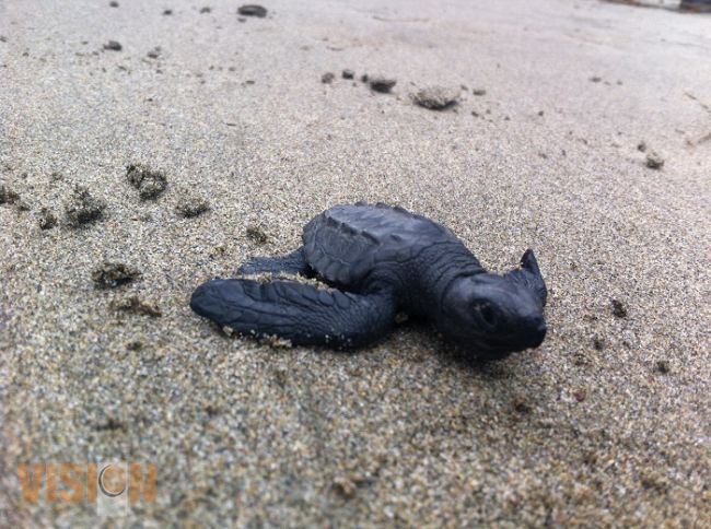 Emotivo festejo se vive en la costa michoacana por la edición número XXI de la Expo Tortuga Marina 