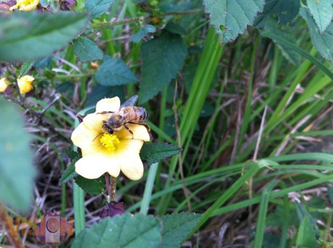 Michoacán en alerta por la disminución de insectos polinizadores 